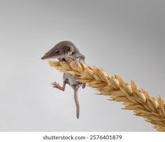 Attēlu rezultāti vaicājumam “Sorex araneus”