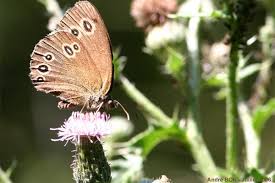 Attēlu rezultāti vaicājumam “Aphantopus hyperantus underside”