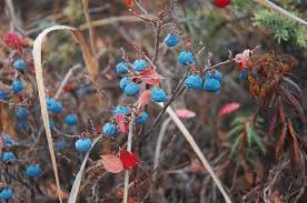 Attēlu rezultāti vaicājumam “Vaccinium uliginosum bud”