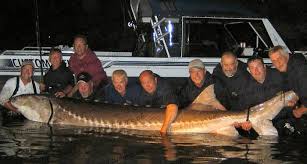 Image result for Acipenser transmontanus