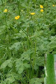 Attēlu rezultāti vaicājumam “Ranunculus lanuginosus flower”