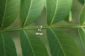 Attēlu rezultāti vaicājumam “Pterocarya fraxinifolia leaf”