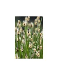 Attēlu rezultāti vaicājumam “Eleocharis palustris flower”