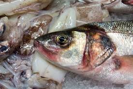 Image result for Dicentrarchus labrax