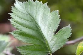 Attēlu rezultāti vaicājumam “Crataegus x macrocarpa leaf”