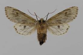 Attēlu rezultāti vaicājumam “Brachionycha nubeculosa”