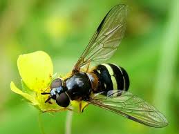 Attēlu rezultāti vaicājumam “Dasysyrphus tricinctus”