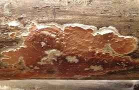 Attēlu rezultāti vaicājumam “Gloeoporus taxicola”