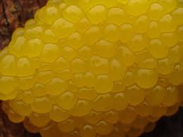 Attēlu rezultāti vaicājumam “Stemonitis flavogenita macro”