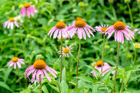 Image result for Echinacea Lustre hybrids