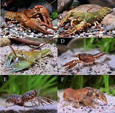 Attēlu rezultāti vaicājumam “Astacus astacus”