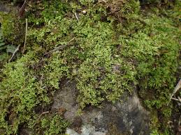 Attēlu rezultāti vaicājumam “Ctenidium molluscum”