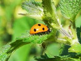 Attēlu rezultāti vaicājumam “Coccinella septempunctata”
