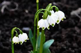 Attēlu rezultāti vaicājumam “Leucojum vernum var. carpathicum flower”