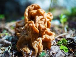 Attēlu rezultāti vaicājumam “Gyromitra gigas”