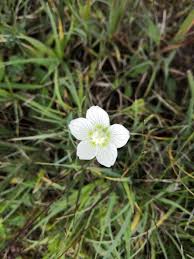 Attēlu rezultāti vaicājumam “Parnassia palustris leaf”