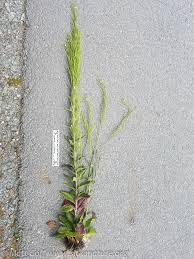 Attēlu rezultāti vaicājumam “Arabis hirsuta fruit”