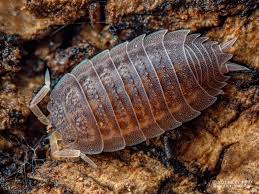 Attēlu rezultāti vaicājumam “Nardia geoscyphus”