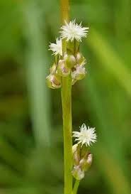 Attēlu rezultāti vaicājumam “Triglochin palustre flower”