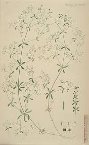 Attēlu rezultāti vaicājumam “Galium palustre leaf”