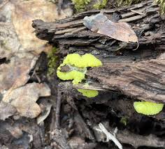 Attēlu rezultāti vaicājumam “Oligonema sp.”