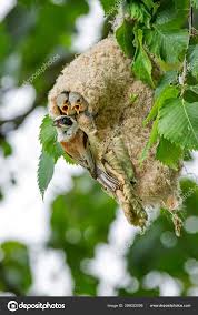 Attēlu rezultāti vaicājumam “Remiz pendulinus nest”