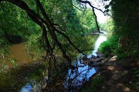 Image result for Stockport Sabres