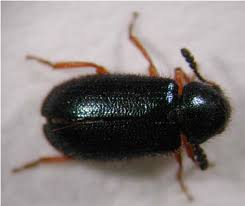 Attēlu rezultāti vaicājumam “Cleridae”