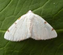 Attēlu rezultāti vaicājumam “Lomographa bimaculata”