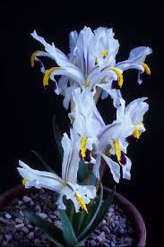 Attēlu rezultāti vaicājumam “Iris rosenbachiana flower”