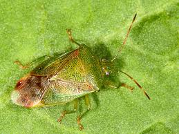 Attēlu rezultāti vaicājumam “Elasmostethus interstinctus”