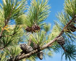 Attēlu rezultāti vaicājumam “Pinus”