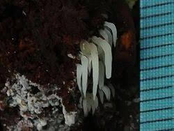 Attēlu rezultāti vaicājumam “Mucronella bresadolae”