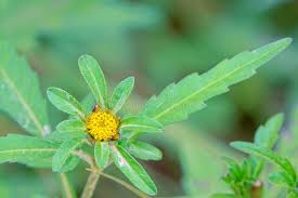 Attēlu rezultāti vaicājumam “Bidens tripartita flower”