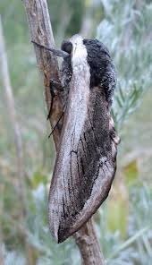 Attēlu rezultāti vaicājumam “Sphinx ligustri”