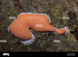 Attēlu rezultāti vaicājumam “Dictydiaethalium plumbeum young”