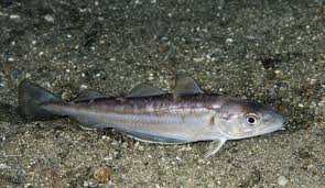 Image result for Merlangius merlangus