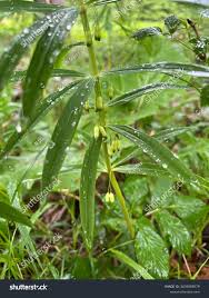 Attēlu rezultāti vaicājumam “Polygonatum verticillatum”