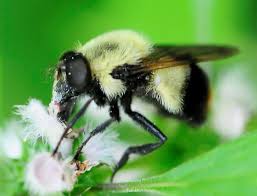 Attēlu rezultāti vaicājumam “Volucella bombylans”