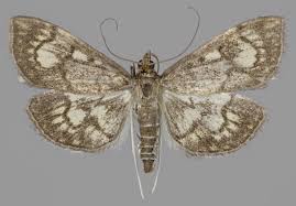 Attēlu rezultāti vaicājumam “Anania stachydalis”