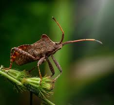 Attēlu rezultāti vaicājumam “Coreus marginatus”