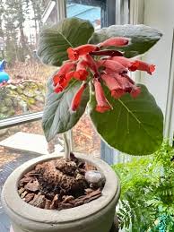 Image result for Sinningia