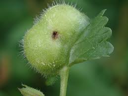 Attēlu rezultāti vaicājumam “Liposthenes glechomae”