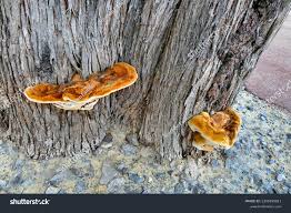 Attēlu rezultāti vaicājumam “Inonotus rheades”