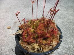 Image result for Drosera