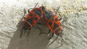 Attēlu rezultāti vaicājumam “Pyrrhocoris apterus nymph”