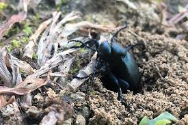 Attēlu rezultāti vaicājumam “Meloe sp.”