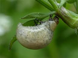 Attēlu rezultāti vaicājumam “Chrysolina staphylaea”