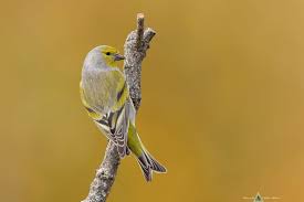 Image result for Carduelis citrinella