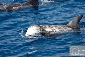 Image result for Grampus griseus